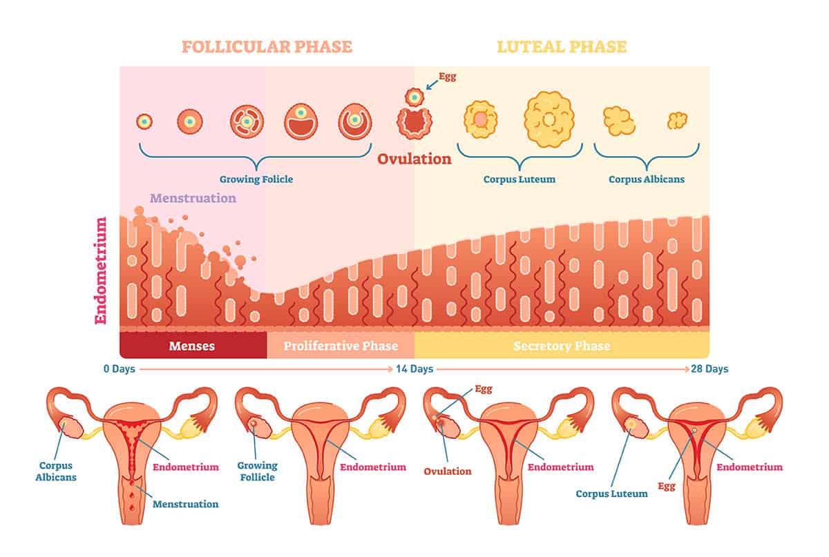 Menstrual Cycle Labelled Diagram
