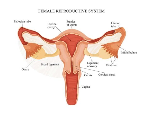 Salping Selective Salpingography & Fallopian Tube Recanalization | Veritas